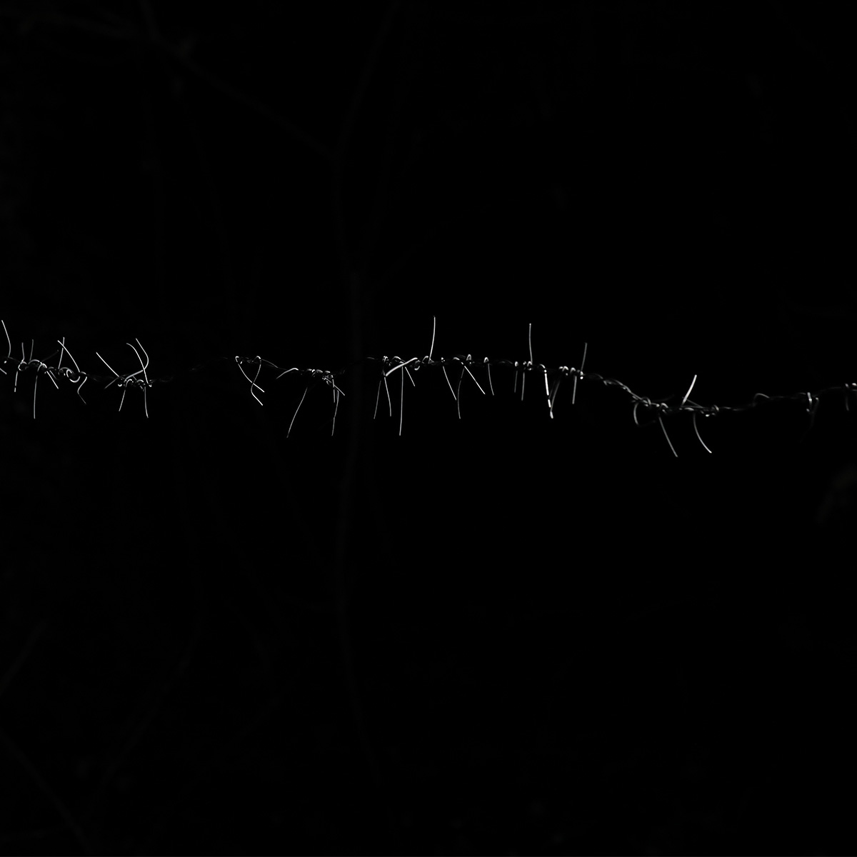 A dark photograph of light catching barbed-wire.