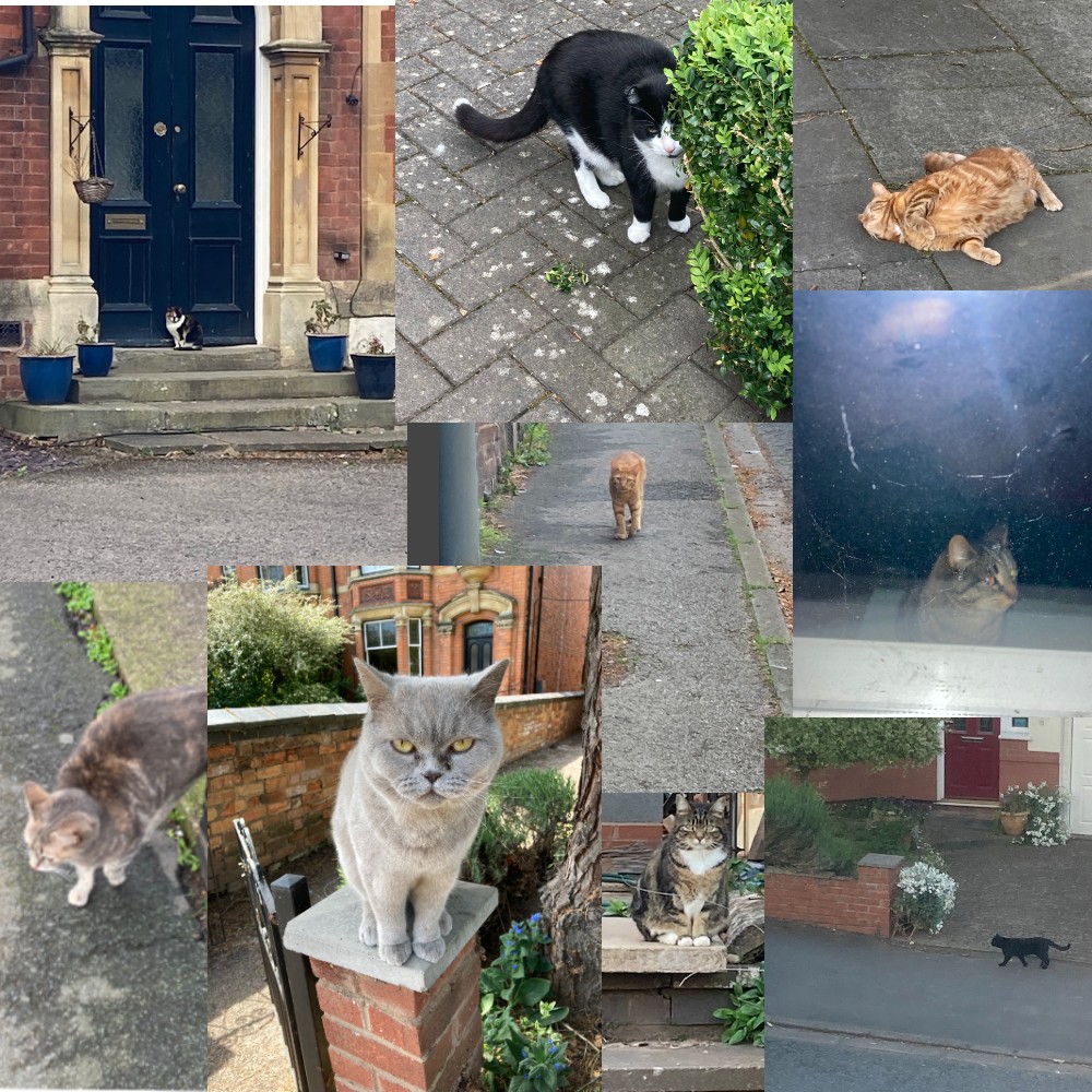 A collection of images of cats on streets.