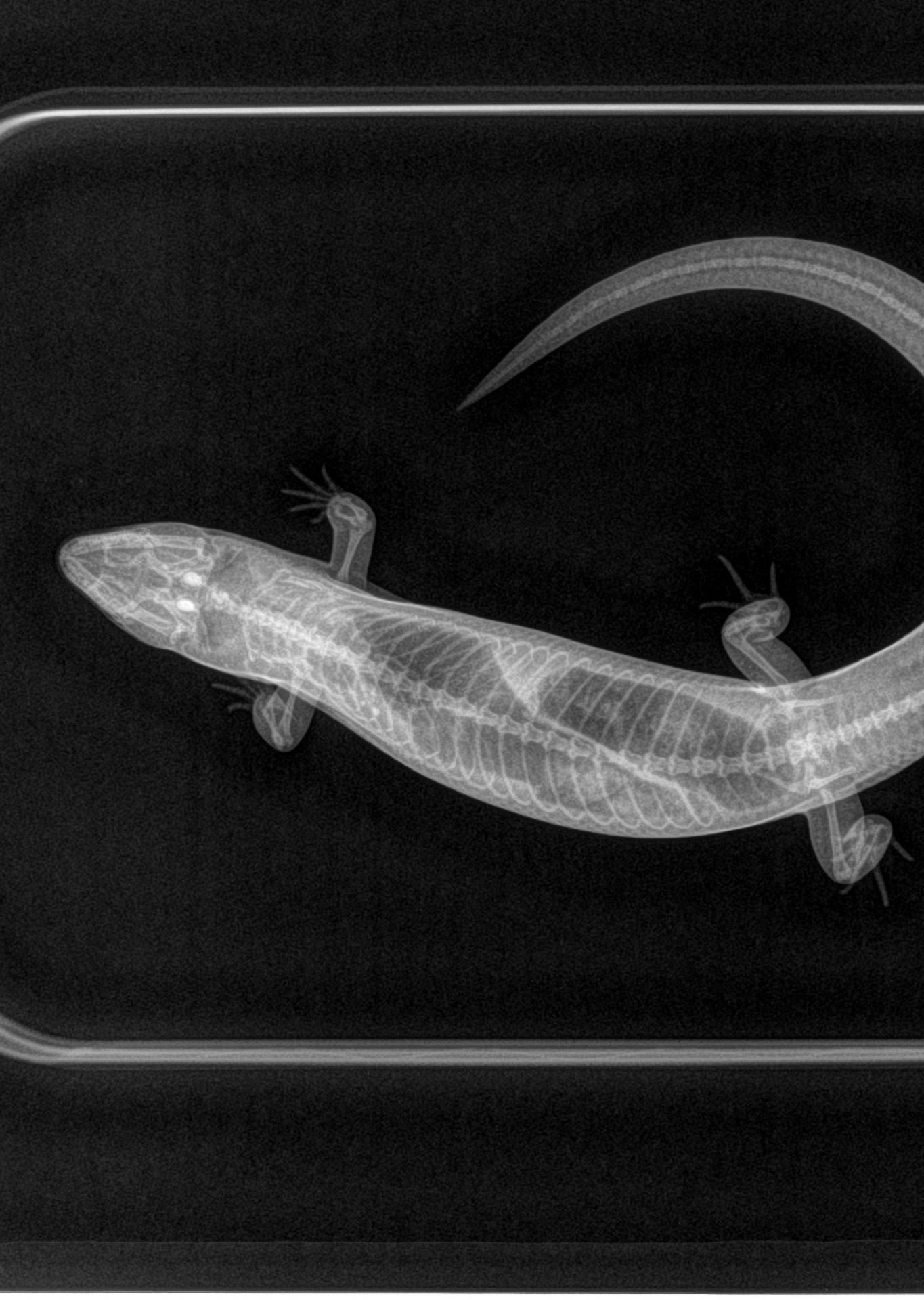 An image of an x-ray of a lizard from above.