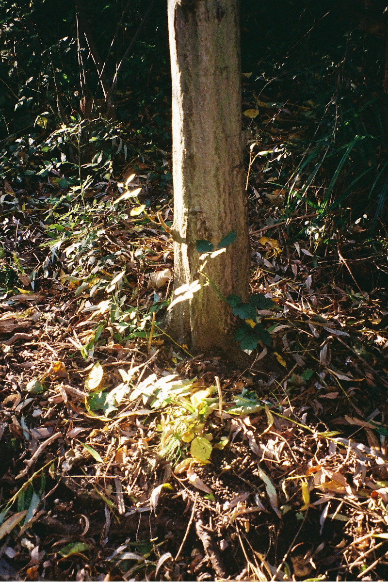 A photograph of a tree in a forest.