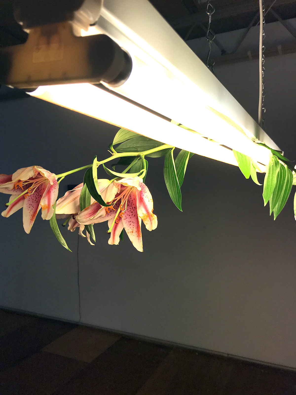 A close up image of some flowers hung over a hanging light.