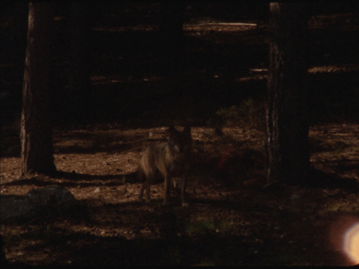 a film still of a dog in a forest.