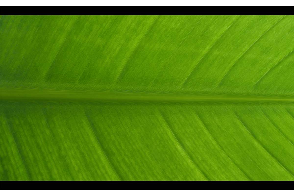 A close-up shot of a plant.