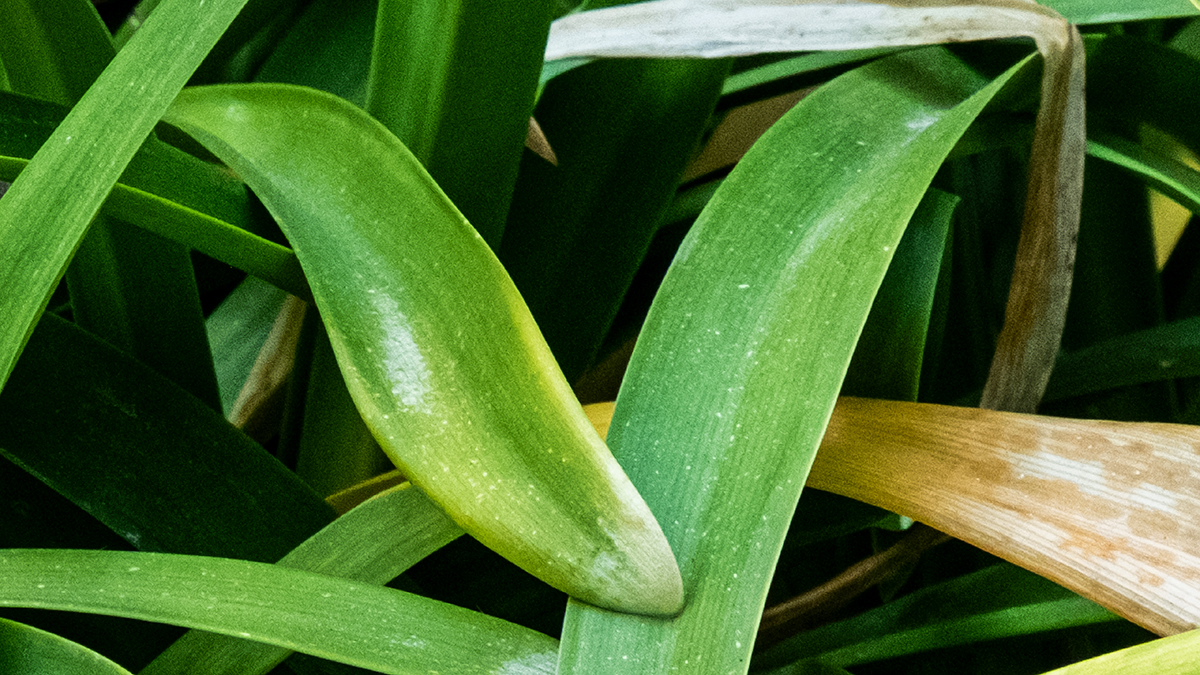 A photo of a green plant.