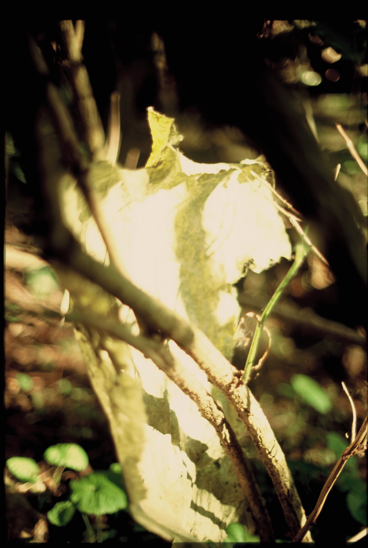 An image of a dried leaf in a forest.
