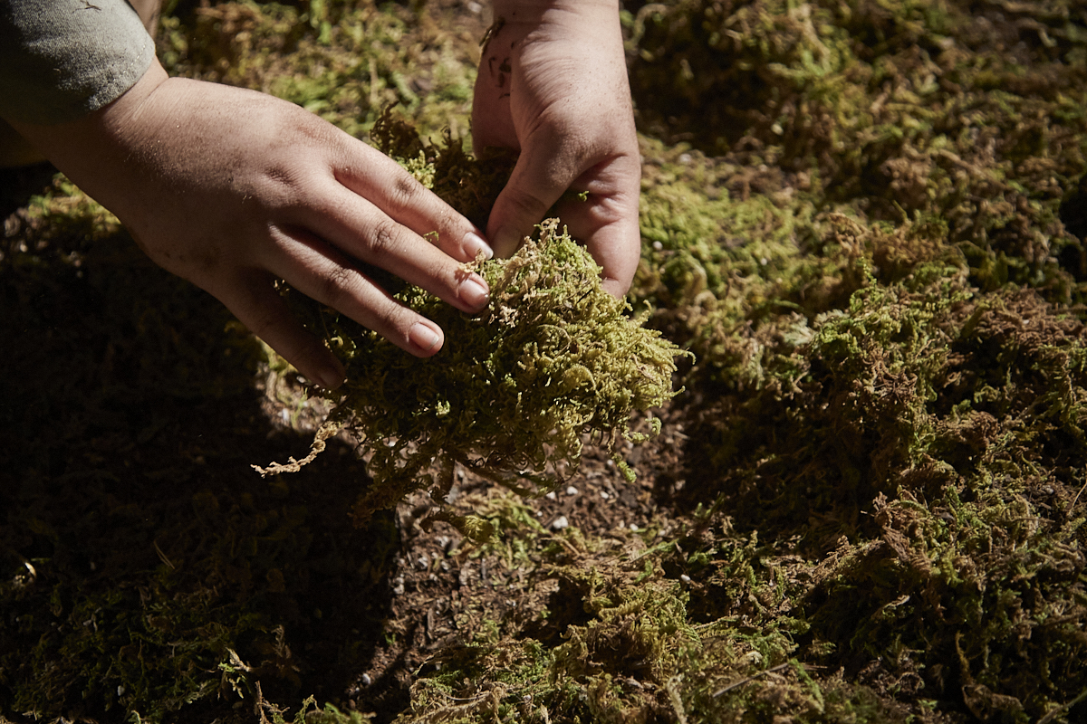 An image of a pair of hands touching some moss.