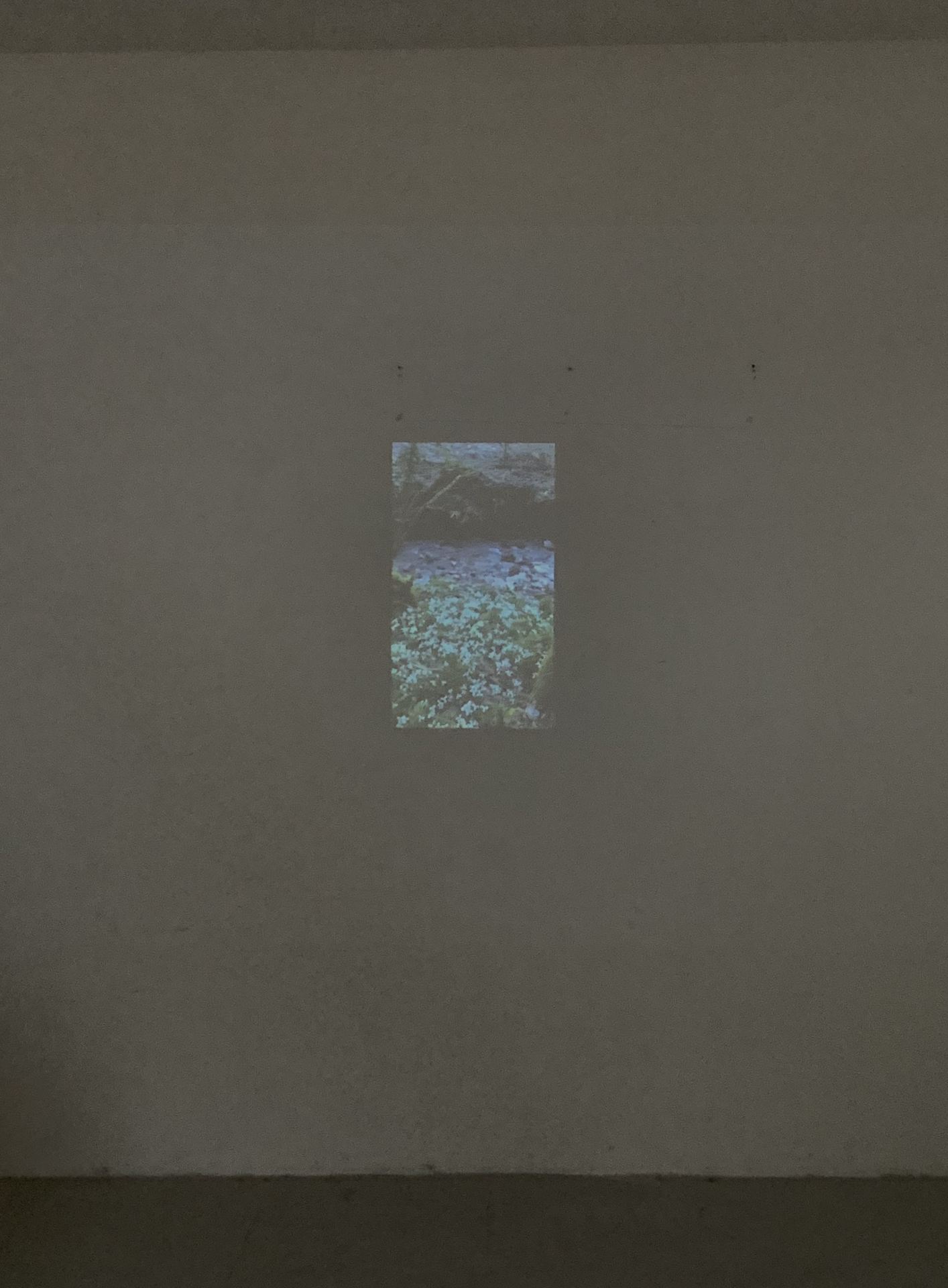 A portrait-oriented video-still of a field of flowers, projected onto a white wall.