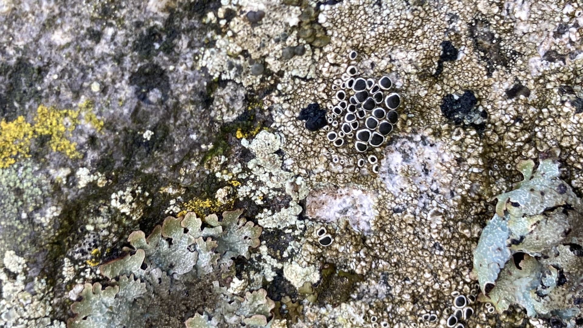 A still of coral on a rock.