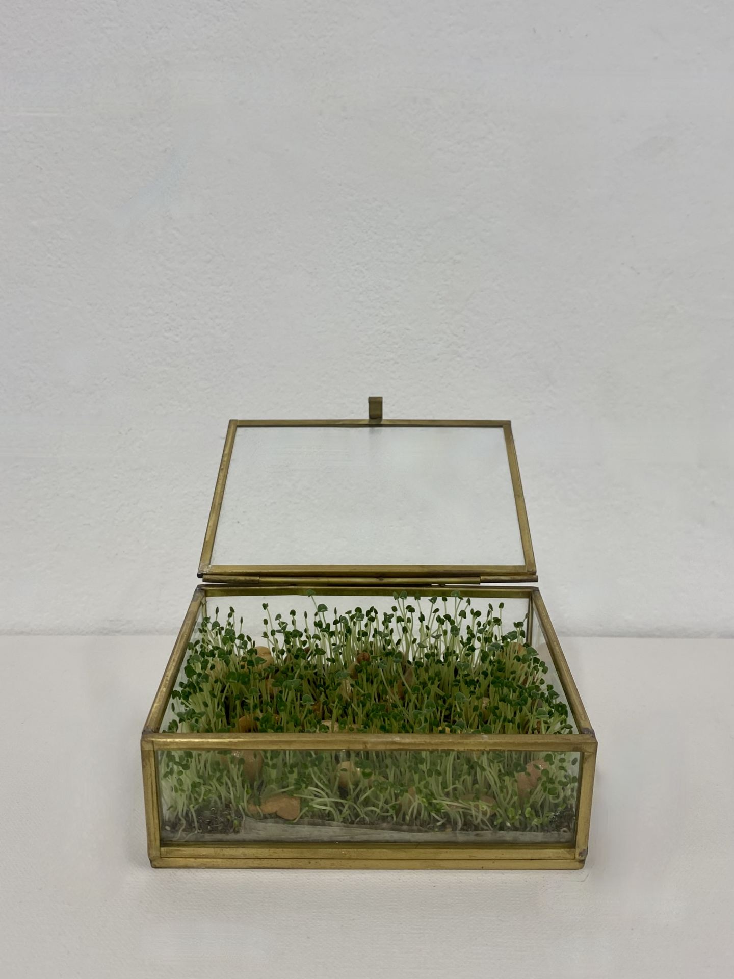 An image of a glass box filled with chia sprouts and clay figurines, set against a white background.