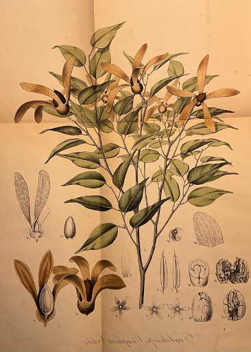 An image used for research into the camphor tree.