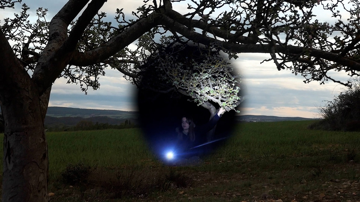 a video still of a tree in a field at dusk. The centre of the image shows an image of a person and a tree at night, illuminated by a white torch.
