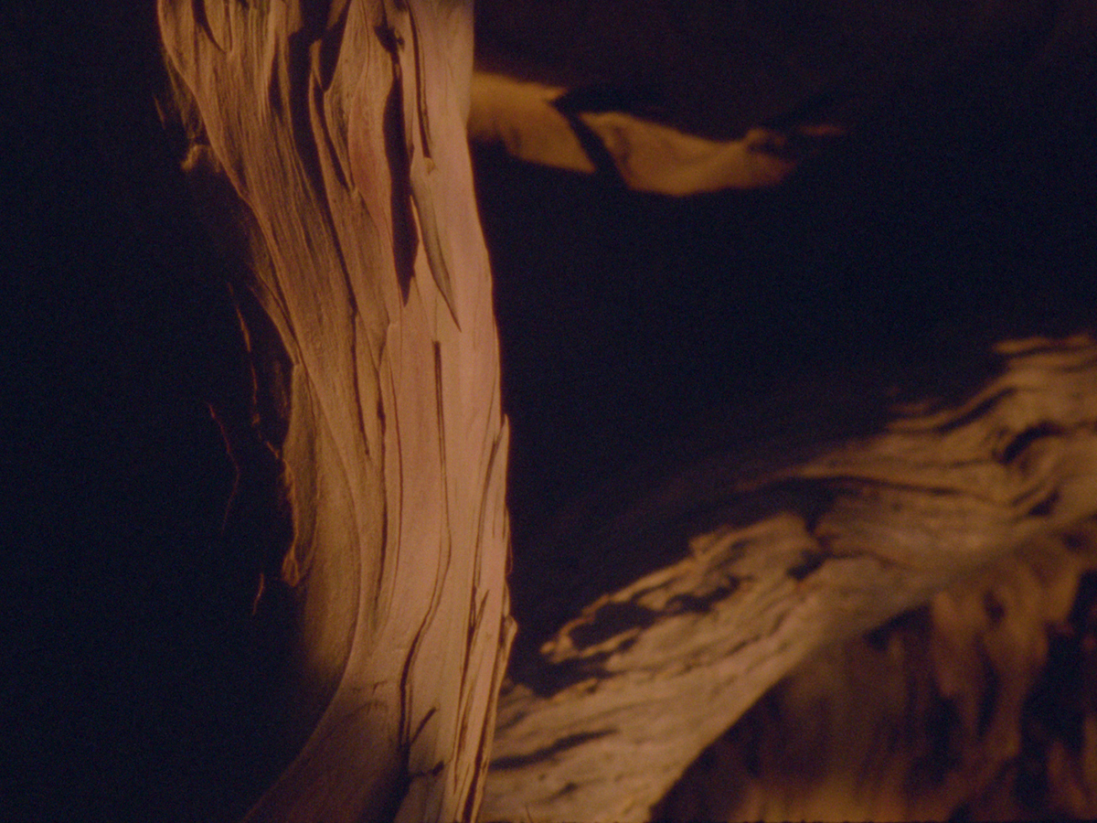 A video still of a tree's branches.
