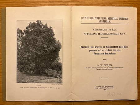 An image used for research into the camphor tree.