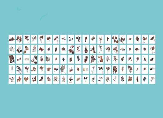 An image of several seed samples arranged in a grid against a white background.