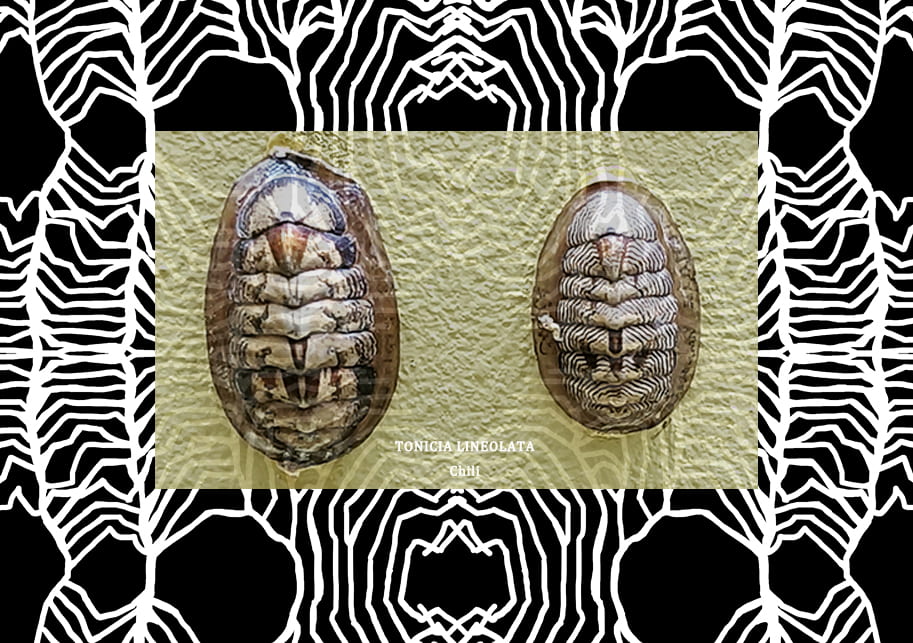 An image of two tortoise shells.