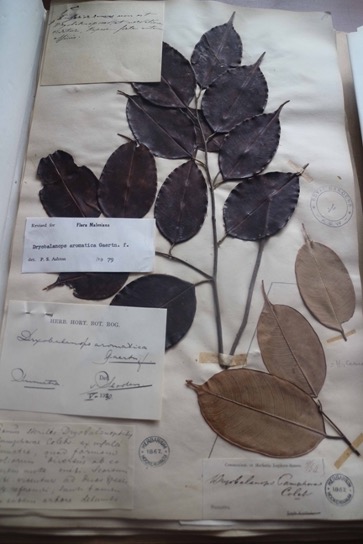 An image of leaf samples used for research into the camphor tree.