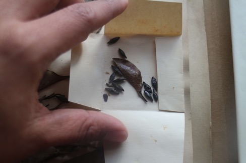 An image of seed samples used for research into the camphor tree.