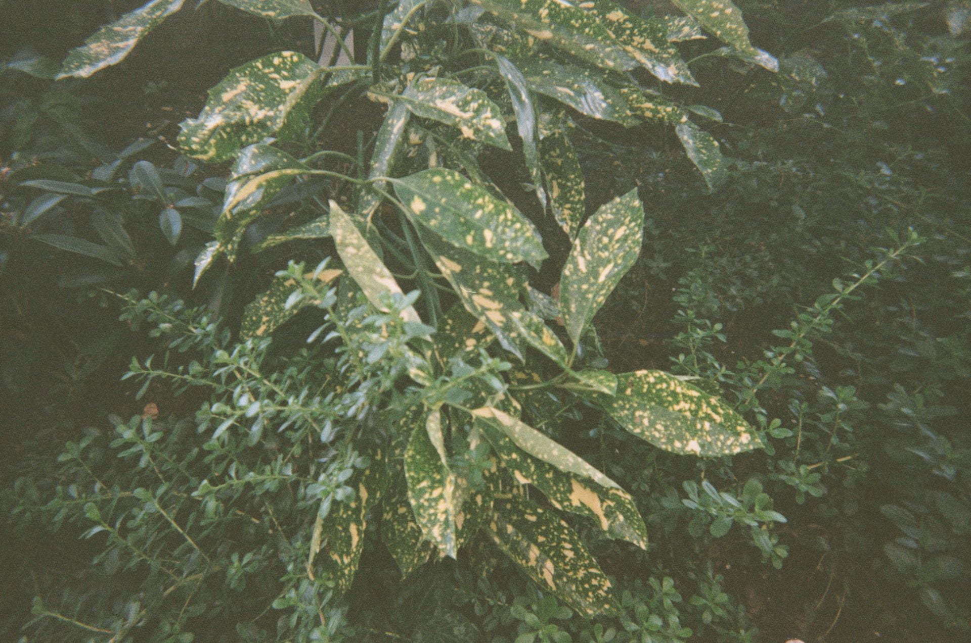 an image of some yellow speckled leaves.