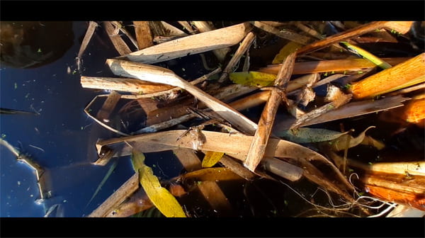 Film still of a close-up view above a pond with reeds and reflections.