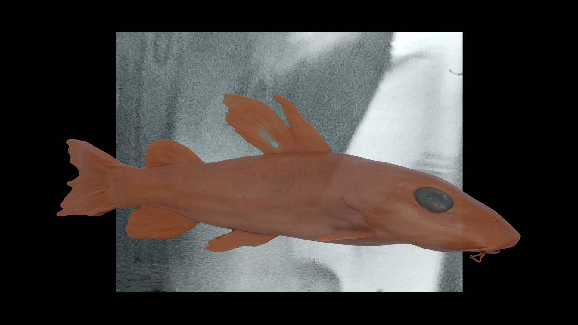 An image of a CGI fish swimming in front of a grainy found image.