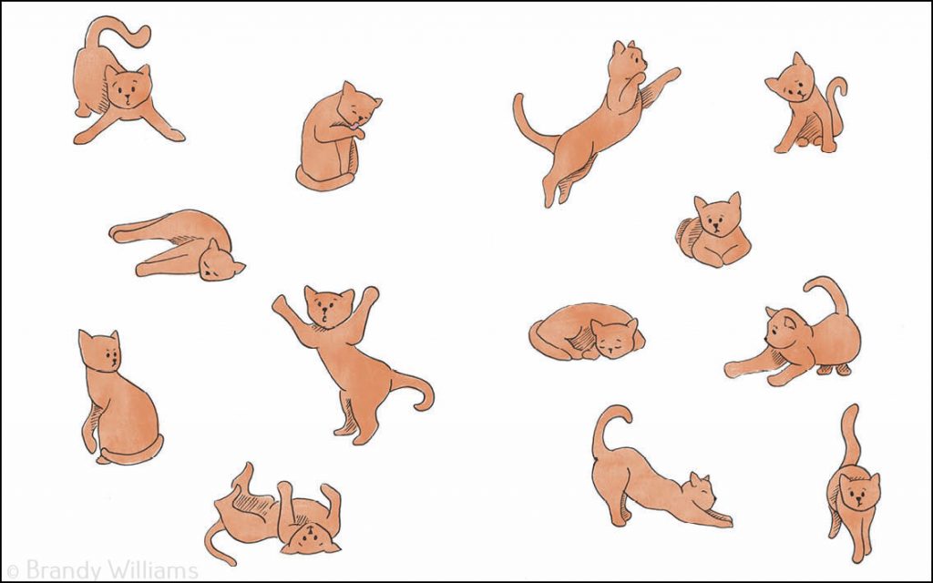 Lots of cats in different positions