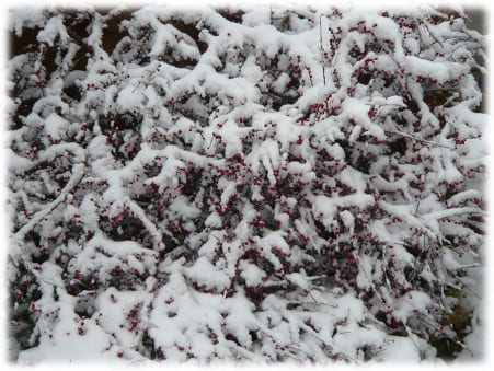 snow on cotoneaster bush
