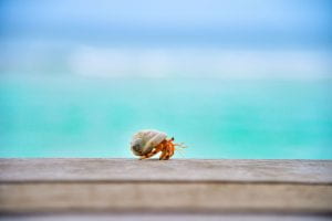 Image of a Hermit Crab on the shore