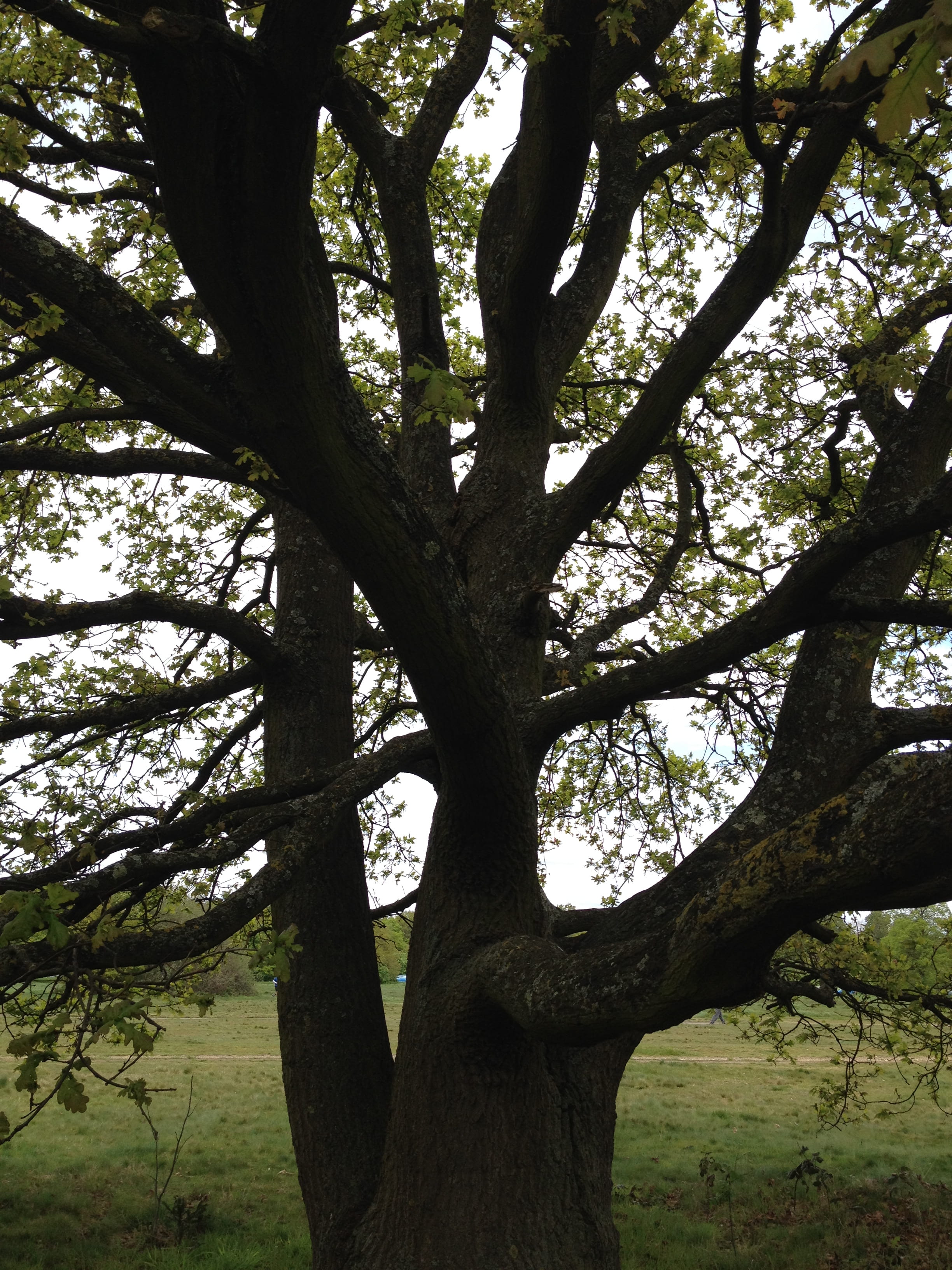 oak tree on Wimbledon Common3 25-4-14